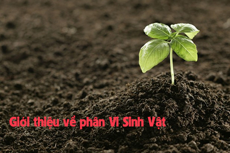 giới thiệu phân vi sinh vật